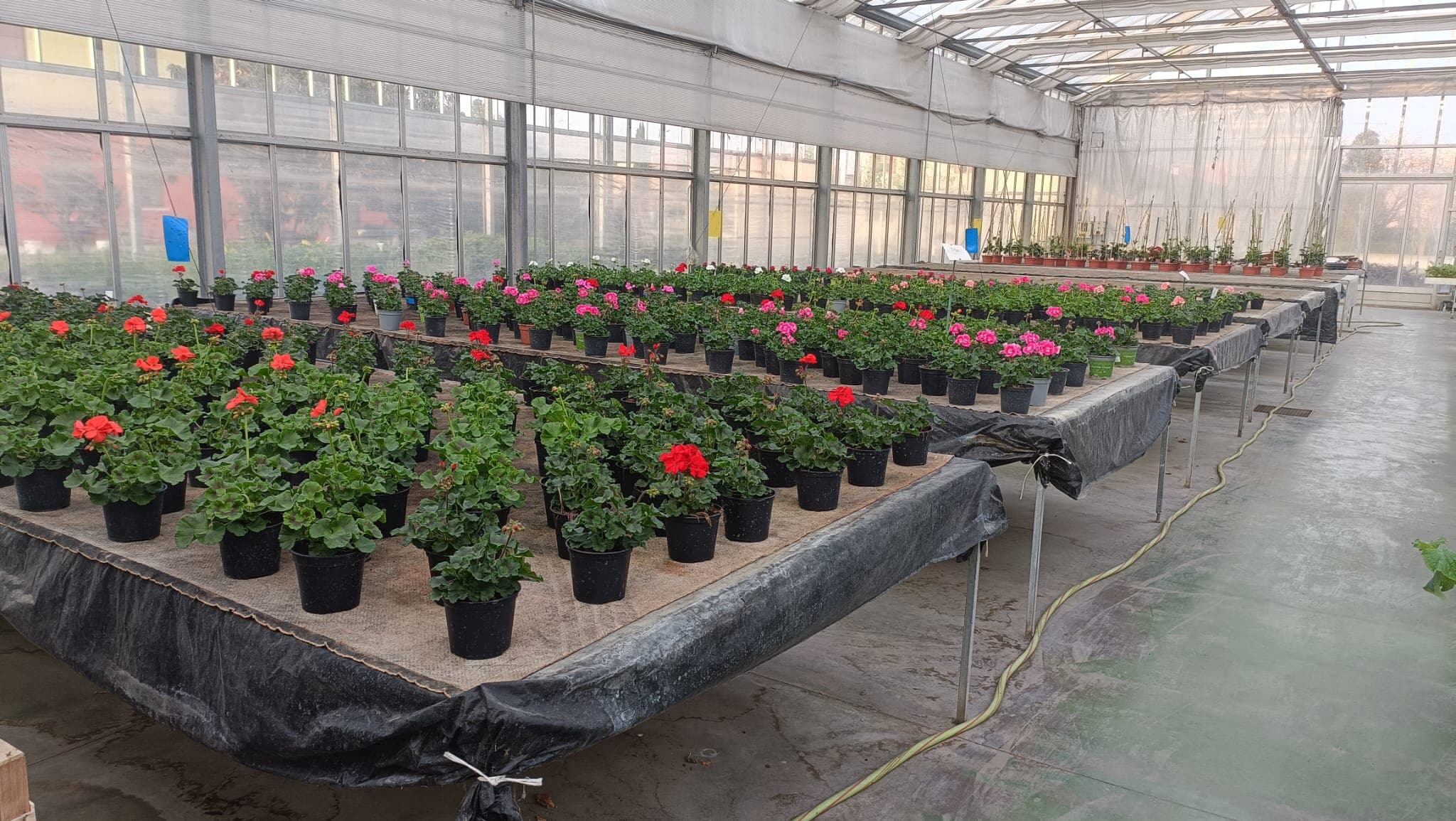 foto di tutti i fiori